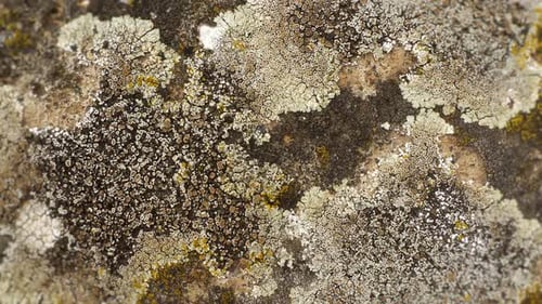 Stone Moss Closeup View