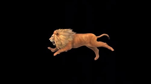 Brown lion Walk Run