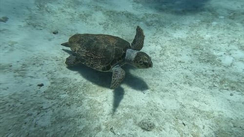 Hawksbill Sea Turtle