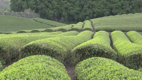 Tea plantations background in Japan in a cloudy day