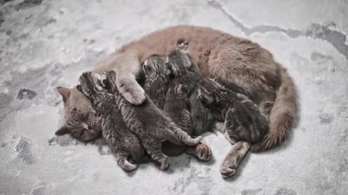 Mother Cat Nursing Her Newborn Kittens