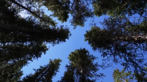 Low angle rotating shot of towering green trees and blue sky in summer.