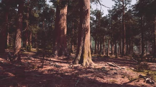 A Dense Forest with Towering Trees