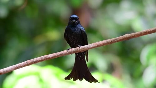 A black bird with iridescent feathers reflecting beautiful colours from a light source and found acr