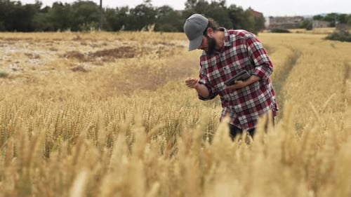 Agronomist Examining Cereal Crops Quality in the Wheat Field in Summer