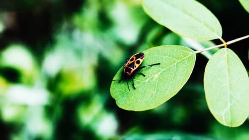 red flame bedbug on green leaf