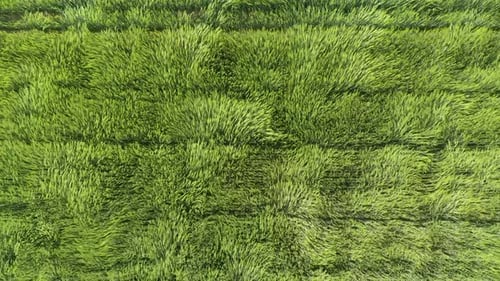 Grünes Weizenfeld im Wind. Weizenähren auf dem vom Wind verwehten Feld.