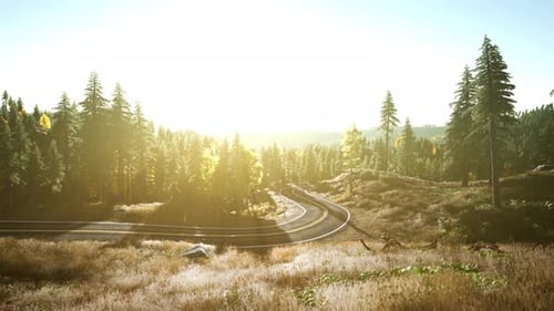 Uma estrada florestal serena e convidativa envolta pelos tons quentes de um sol poente