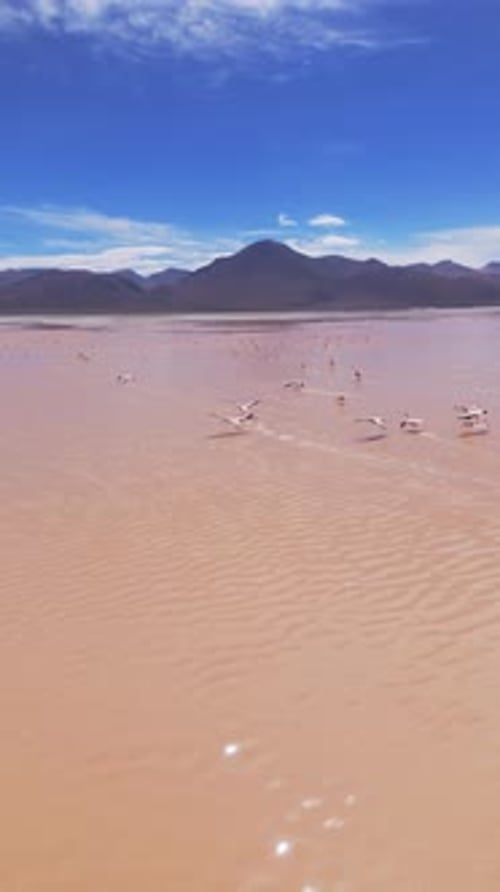 Aerial View of Flamingos on the Pink Salt Flats of Bolivia with Majestic Mountains in the Background