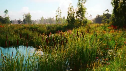 Lush Wetlands with Vibrant Wildflowers and Tall Grasses in Early Sunlight