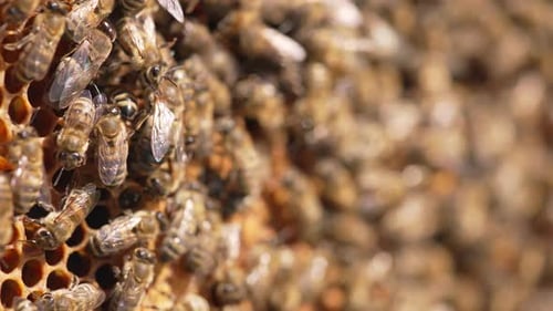Beekeeping wax insects summer honeycombs. Close up of bees working in the hive.