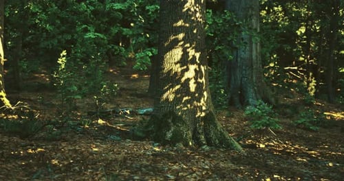 La lumière du soleil filtre à travers les arbres, créant des motifs sur le sol de la forêt