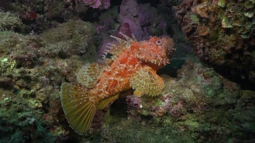 Scorpionfish showing back fin