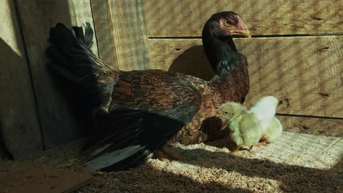 Sweet Little Animal Chicks And Mother Chicken 1