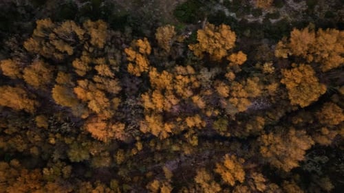 Golden Leaves Over The Tree At Dark