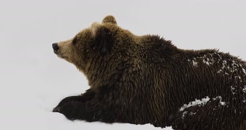 Grizzly Bear Resting On Snowy Ground During Snowfall In Winter - North American Brown Bear. - close