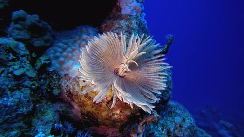 Tropical Tube Warm Soft Corals