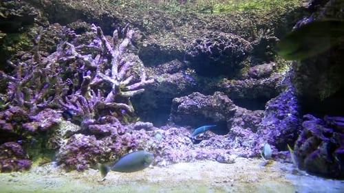 Underwater landscape featuring colorful tropical fish swimming in the ocean