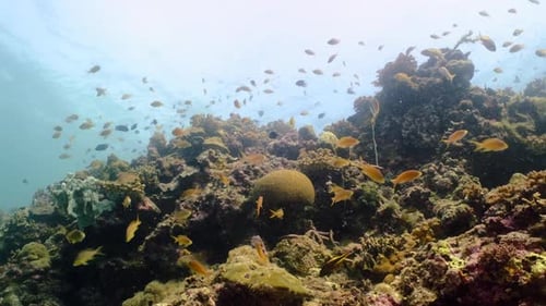 Shoal Of Reef Fishes Under Deep Blue Ocean, Swimming Over Hard Corals. underwater.4k