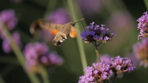 Primer plano de la polilla halcón colibrí recogiendo néctar