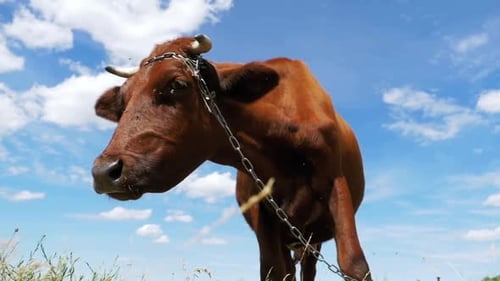 Gray Cow Grazing on Meadow on Sky Background Slow Motion
