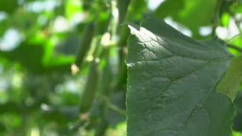 Moving from right to left, a green leaf in the foreground behind it reveals a small cucumber