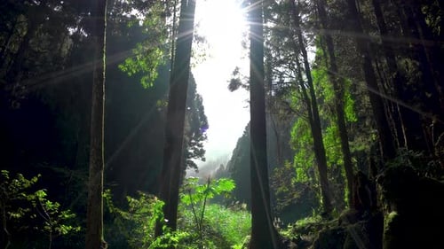 The morning sunlight in the forest.