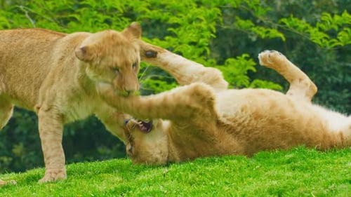A Pair of Young Lions Playing on the Green Grass