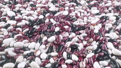 Pile of raw colorful kidney beans