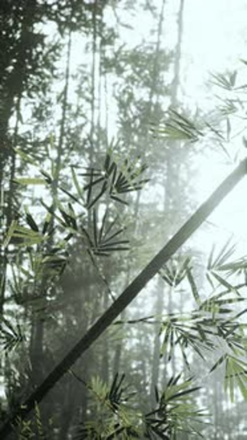 Tall Bamboo Tree in Forest Vertical