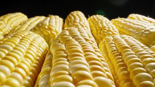 Close Up of Fresh Yellow Ears of Corn