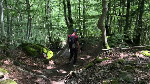 A Man with a Backpack Walks Through a Dense Mountain Forest on a Sunny Day