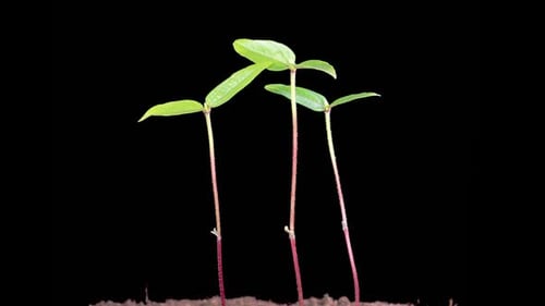Time Lapse of Growth Mung Bean Plants