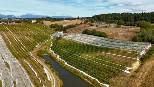 Vineyard Grape Harvest in Nelson and Tasman region. Aerial hyperlapse