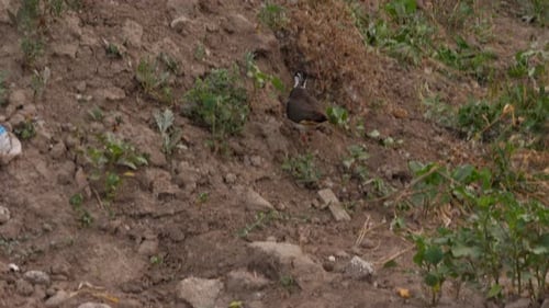 Northern Lapwing Bird Walking on a Dirt Mound