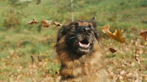 Maple Leaves Falling Down on German Shepherd Dog in the Park Closeup Seasons Changing Autumn Mood