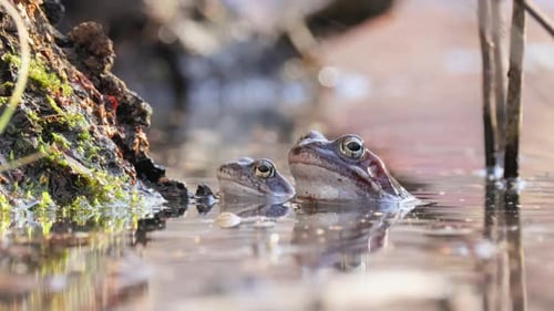 Brown frog (Rana temporaria) close-up in a pond.