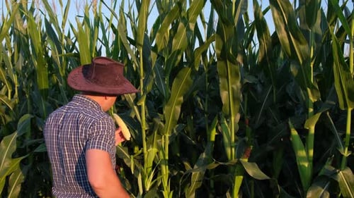 Rückansicht eines jungen Landwirts, der auf einem Maisfeld steht und die Ernte bei Sonnenuntergang studiert