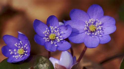Detailed Close Up of Purple Flowers in Bloom