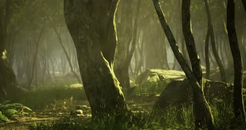 Enchanting Forest Path with Dappled Sunlight Filtering Through Trees