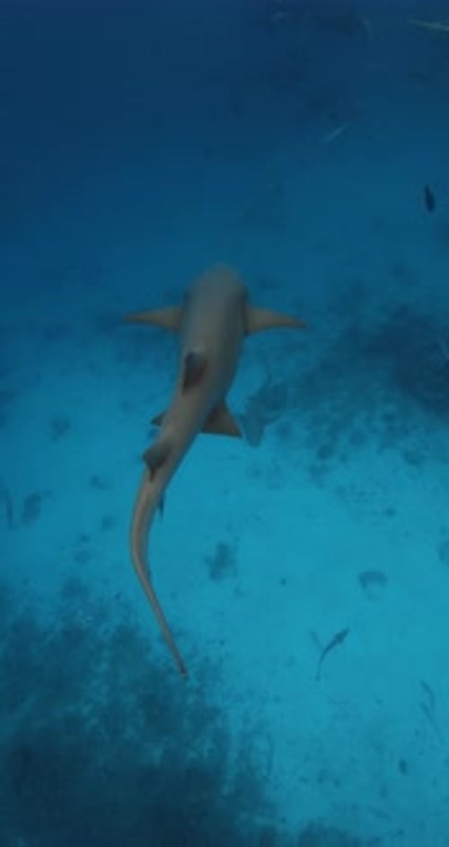 Nurse Sharks Swims Underwater in Transparent Blue Ocean Vertical Footage