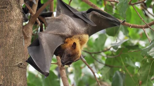 Lyles fliegender Fuchs klebt an Ästen und hängt seinen Kopf zum Schlafen
