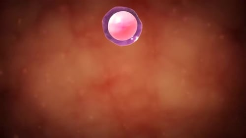 3D Animation of Cell Interaction and Division