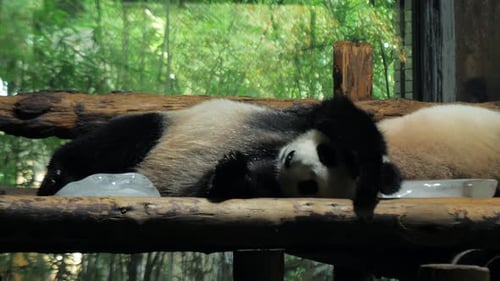 Giant Panda Relax and Sleep on Wooden Benches in Public Zoo on Hot Day