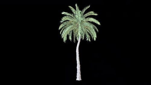 Beach Palm Tree Leaf Windy