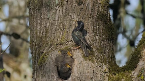 Mother starling bird flapping wings watching after her three baby fledglings family in hollow tree n
