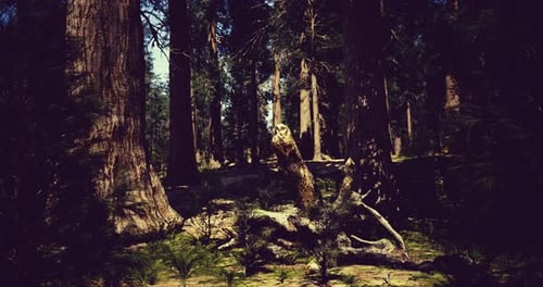 Discover the Beauty of a Serene Lush Forest with Tall Trees