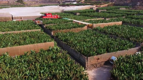 Aerial View Drone of Growing Tropical Exotic Banana Green Tree Cultivation Field at Agricultural