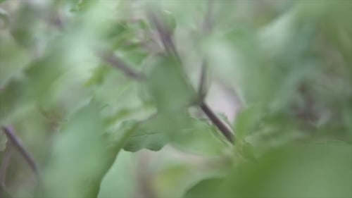 Nahaufnahme von grünen Blättern in einem tiefen Wald. Natur-Hintergrundvideo.