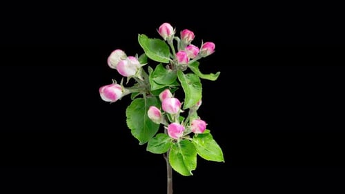 Time Lapse of Blooming Apple Flowers